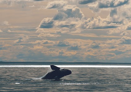 A whale surfaces and breaches, throwing its body into the ocean. 